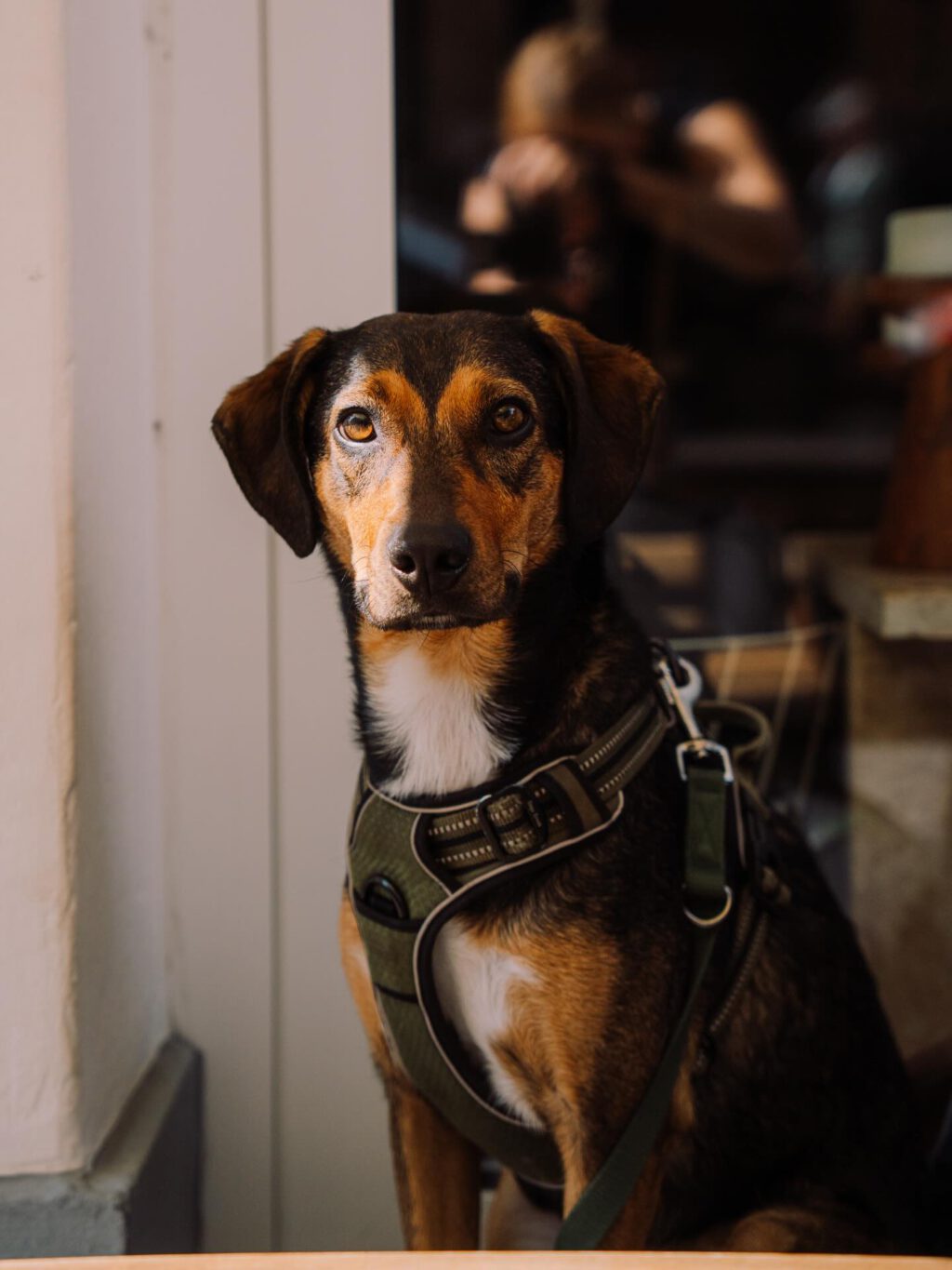 Instagram post from cafe.sisuu. This post is in position 11.